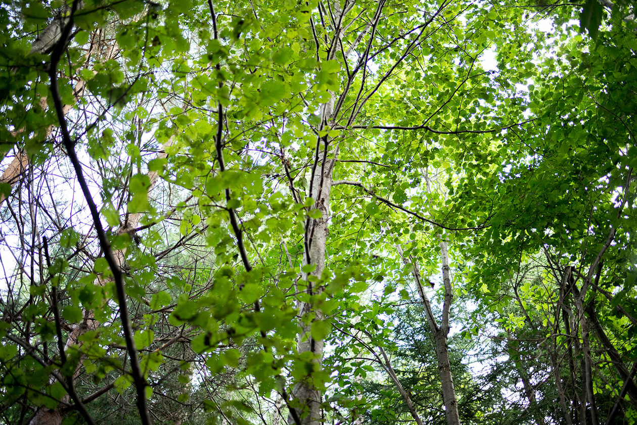 第百五十七話 焦らず、ゆっくりと－【北海道篇】森林学者 高橋延清－