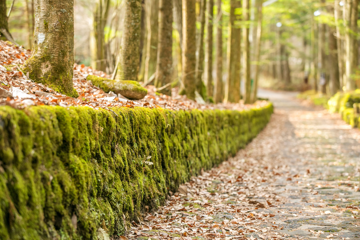 第十五話 　幸せの谷－オノ・ヨーコ－