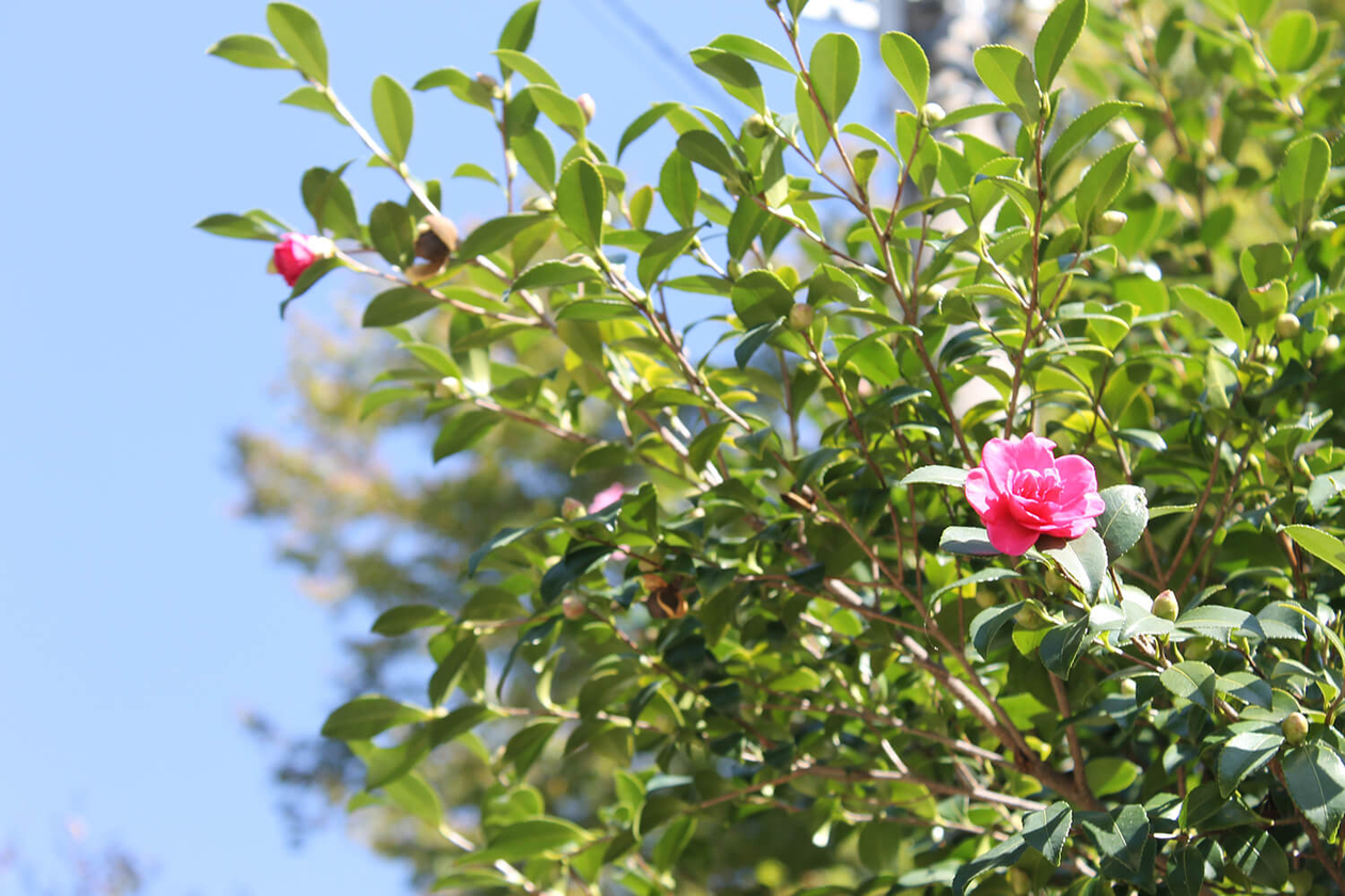 第百六十五話 少しだけ、無理をする－【愛知篇】作家 城山三郎－