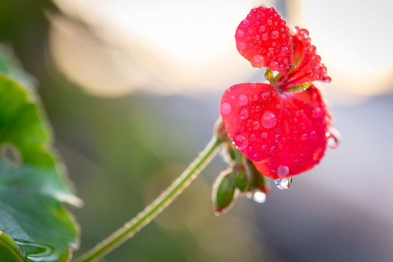 第百七十話 それでも自分にyesを言い続ける－絵本作家 かこさとし－