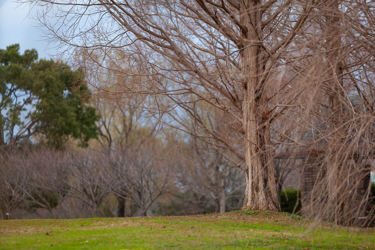第百七十四話 結末を決めずに進む－喜劇作家 ニール・サイモン－