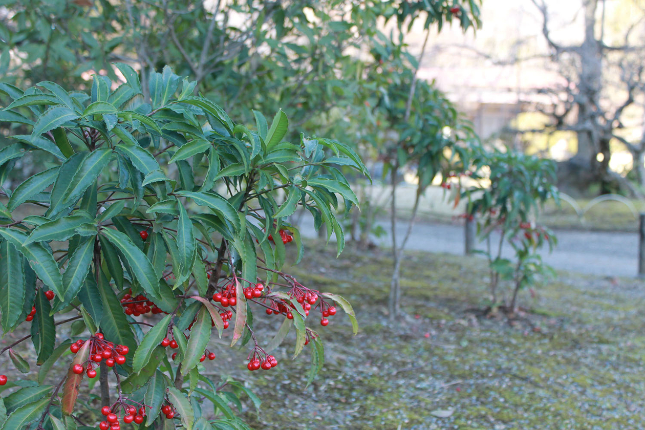 第百七十七話 進化することをやめない－【東京篇】フレディ・マーキュリー－