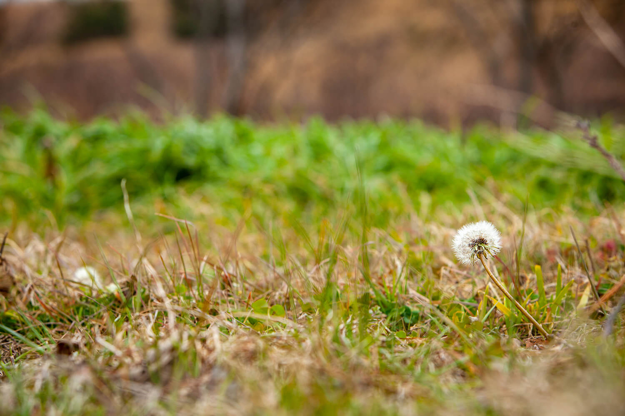 第百八十話 偽らない思いが、ひとの心を動かす－カレン・カーペンター－
