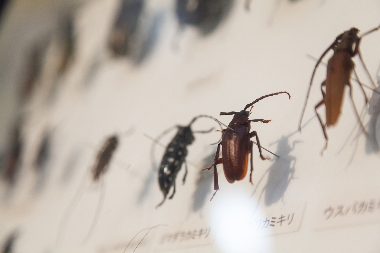 第百八十一話 何度でも絶望から這い上がる－小説家 フランツ・カフカ－