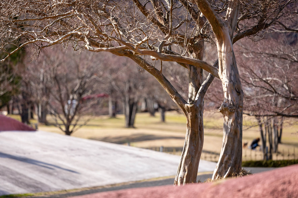 第百八十二話 自分が自分であることを喜ぶ－芸術家 サルバドール・ダリ－