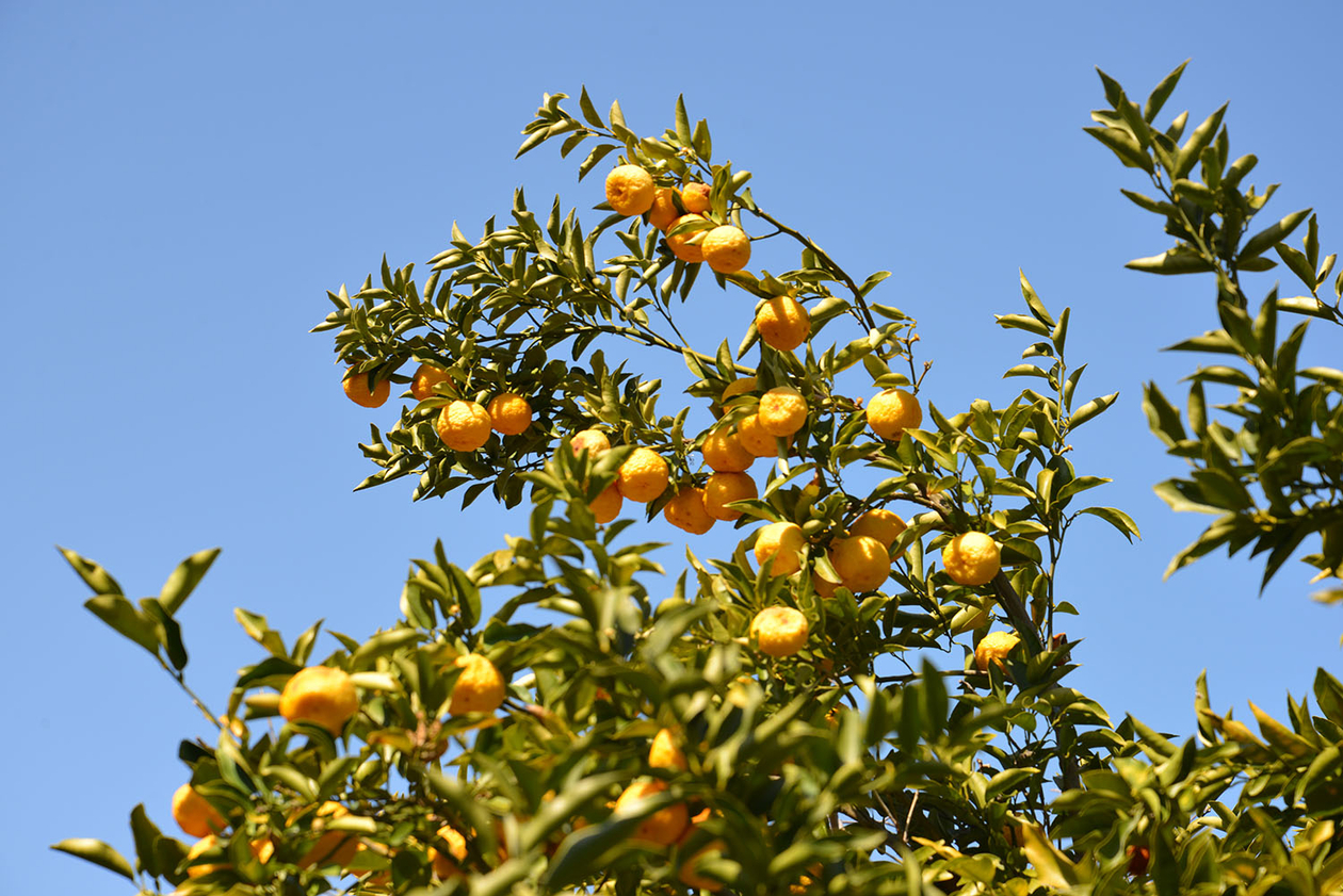 第百八十六話 自分を見つめることをやめない－【埼玉篇】小説家 中島敦－