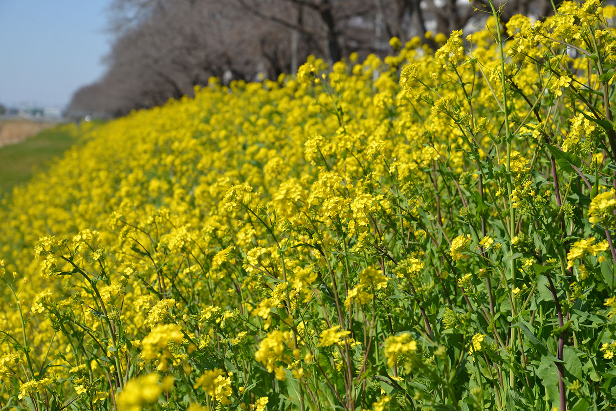 第百八十六話 自分を見つめることをやめない－【埼玉篇】小説家 中島敦－