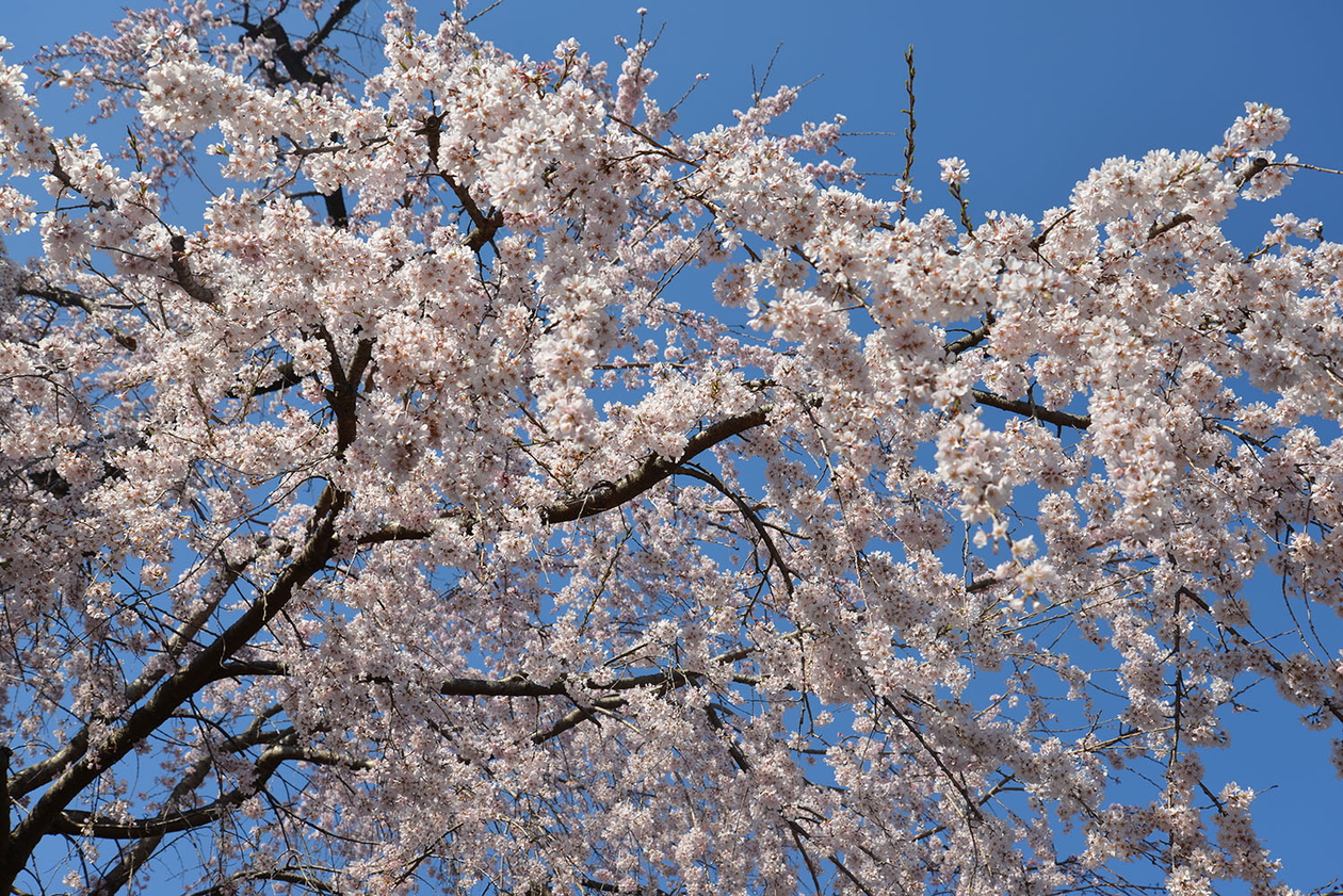 第百八十七話 異端であることを怖れない－【埼玉篇】小説家 澁澤龍彦－