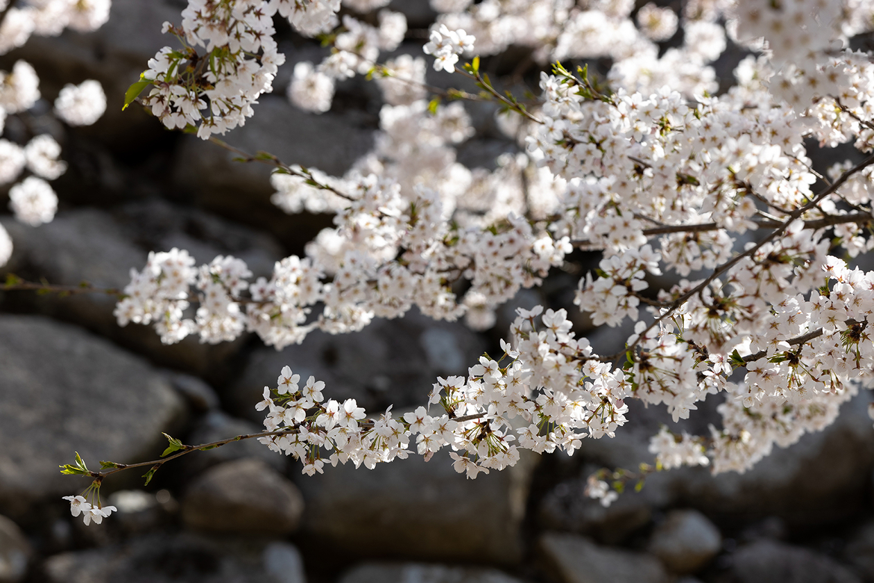 第百九十二話 生まれてきた役割を知る－【福島篇】大山捨松－