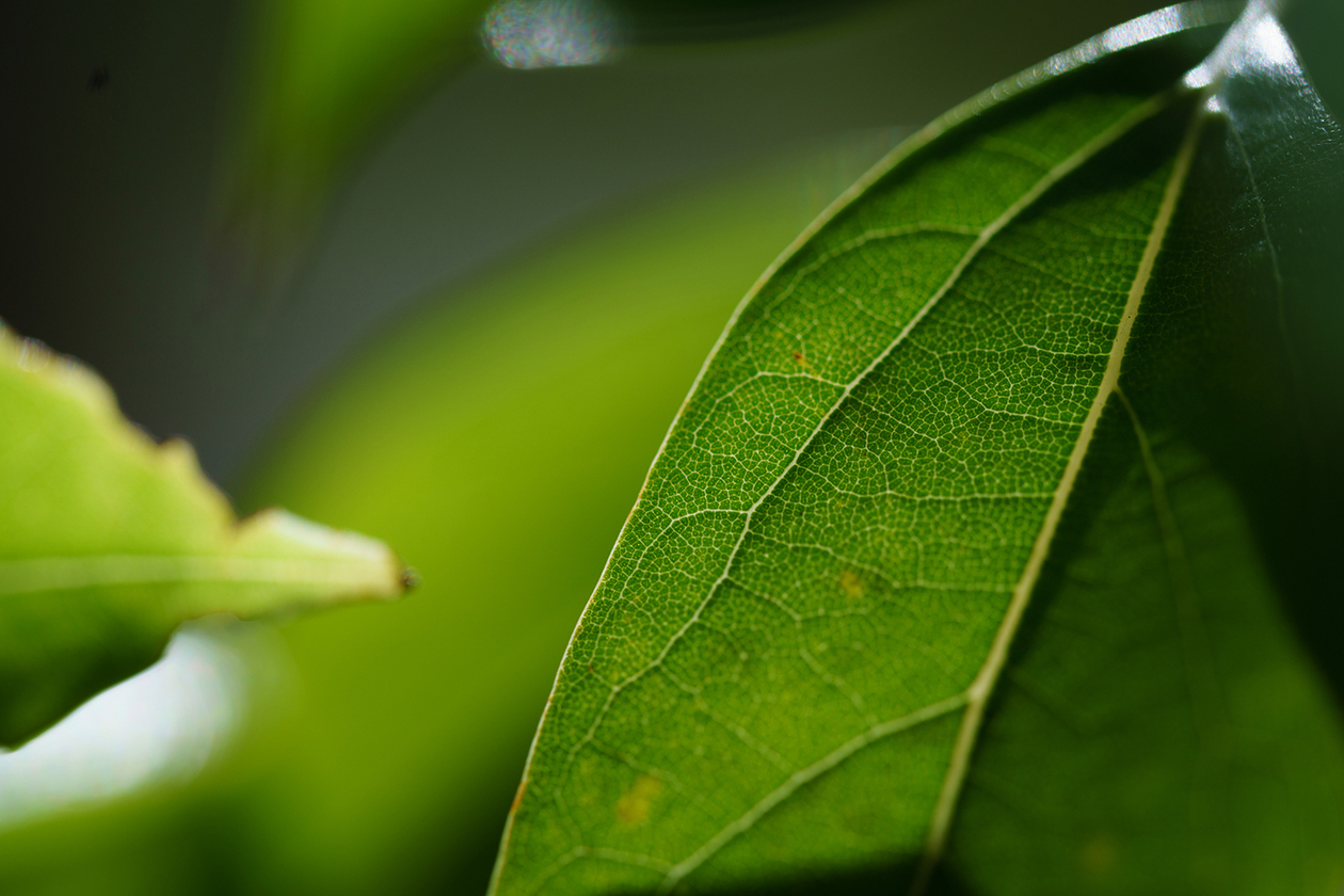 第百九十七話 自分だけの眼を持つ－【岐阜篇】画家 オディロン・ルドン－