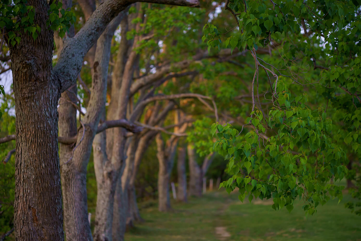 第百九十七話 自分だけの眼を持つ－【岐阜篇】画家 オディロン・ルドン－