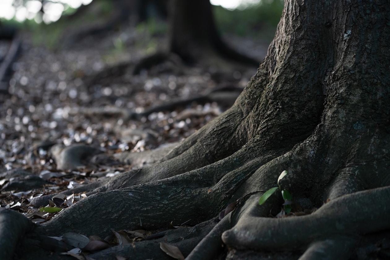 第百九十七話 自分だけの眼を持つ－【岐阜篇】画家 オディロン・ルドン－