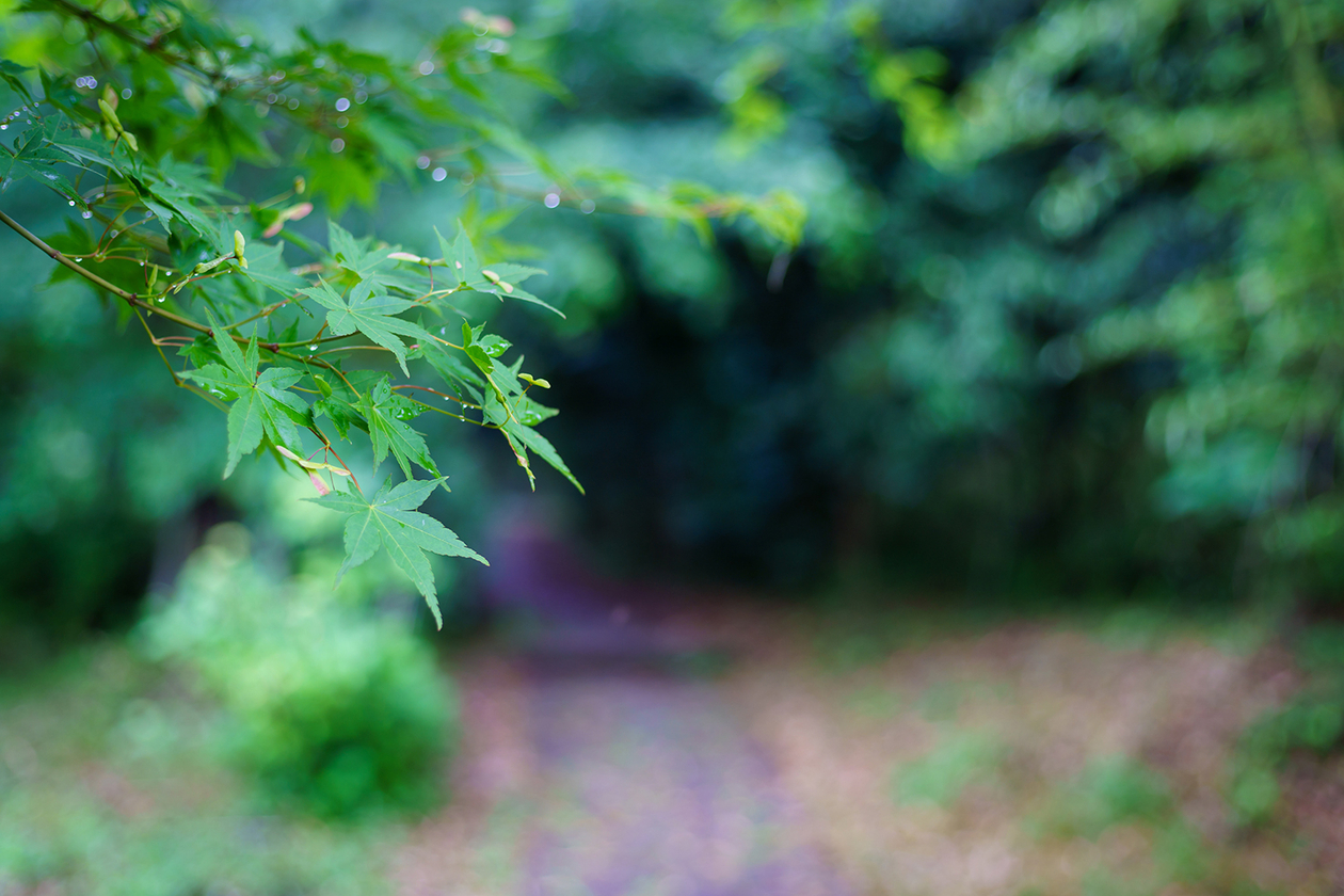 第百九十八話 自分の人生にけじめをつける－【岐阜篇】明智光秀－