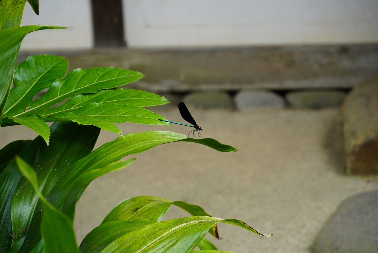 第二百三話 挫折を乗り越える－【千葉篇】作家 伊藤左千夫－