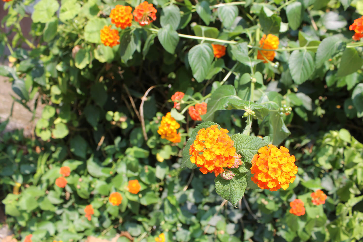 第二百五話 想像力という名の勇気を手放さない－【兵庫篇】小説家 小松左京－