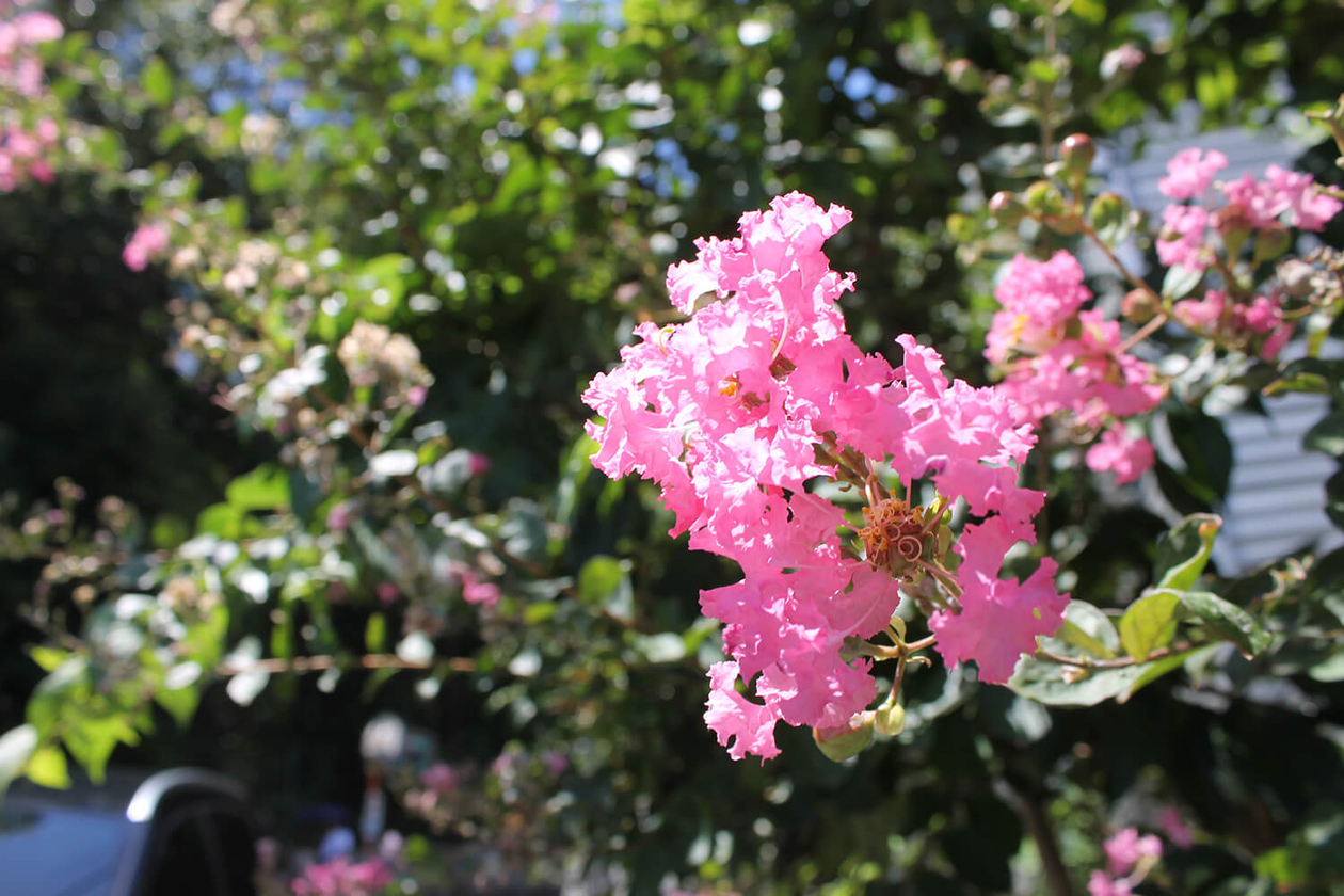第二百六話 命がけでやる－【兵庫篇】作詞家・訳詞家 岩谷時子－