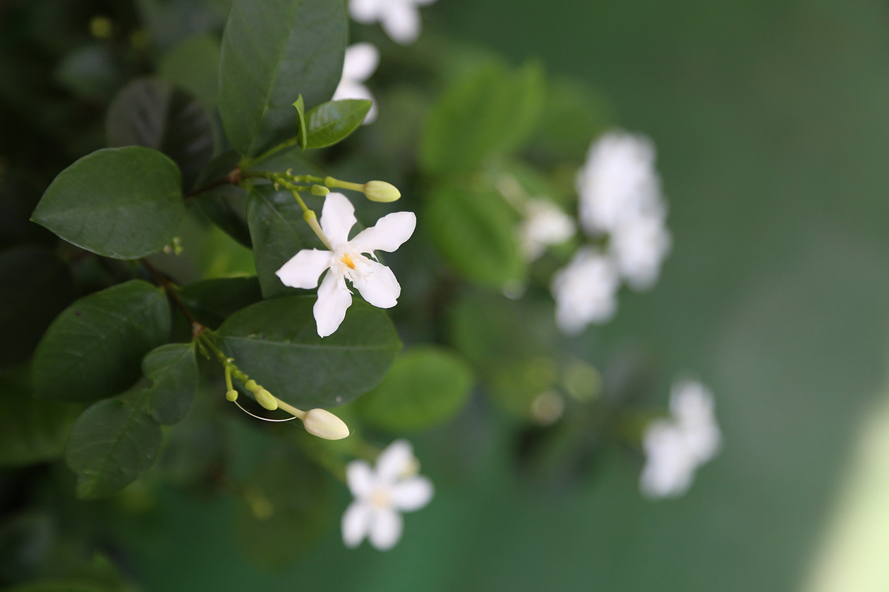 第二百十話 劣等感は最大の武器－【新潟篇】プロレスラー ジャイアント馬場－