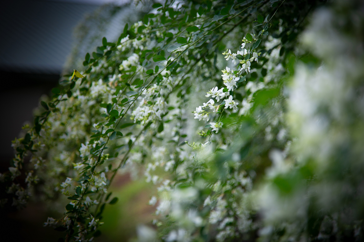 第二百十二話 笑顔を絶やさない－【新潟篇】歌手 三波春夫－