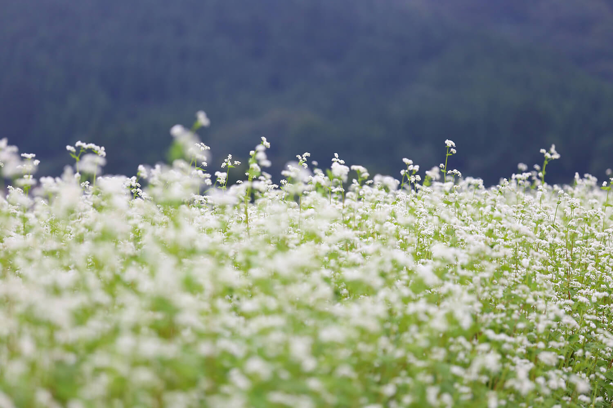第二百十二話 笑顔を絶やさない－【新潟篇】歌手 三波春夫－