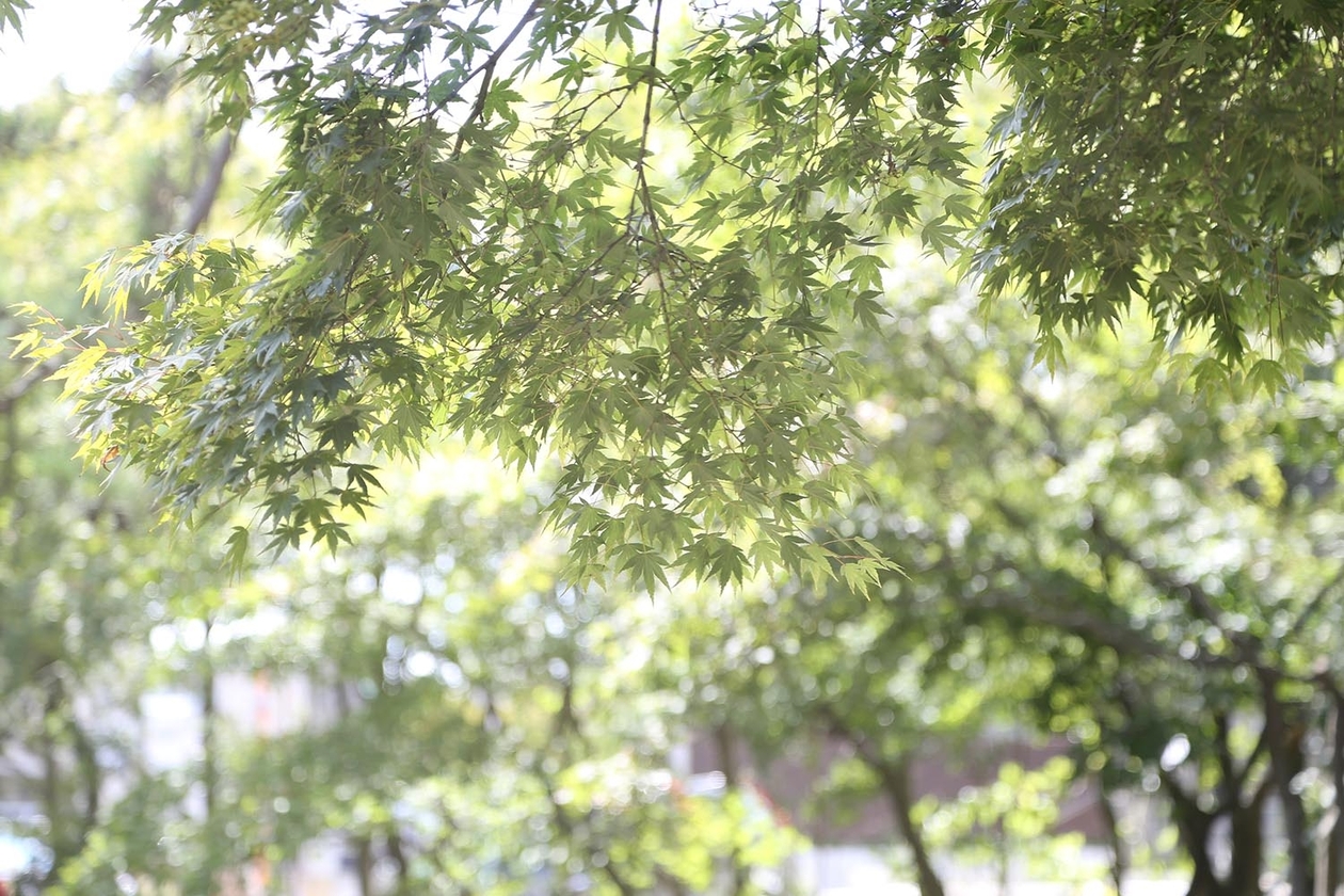 第二百十三話 ひとと違うことを怖れない－【新潟篇】作家 坂口安吾－