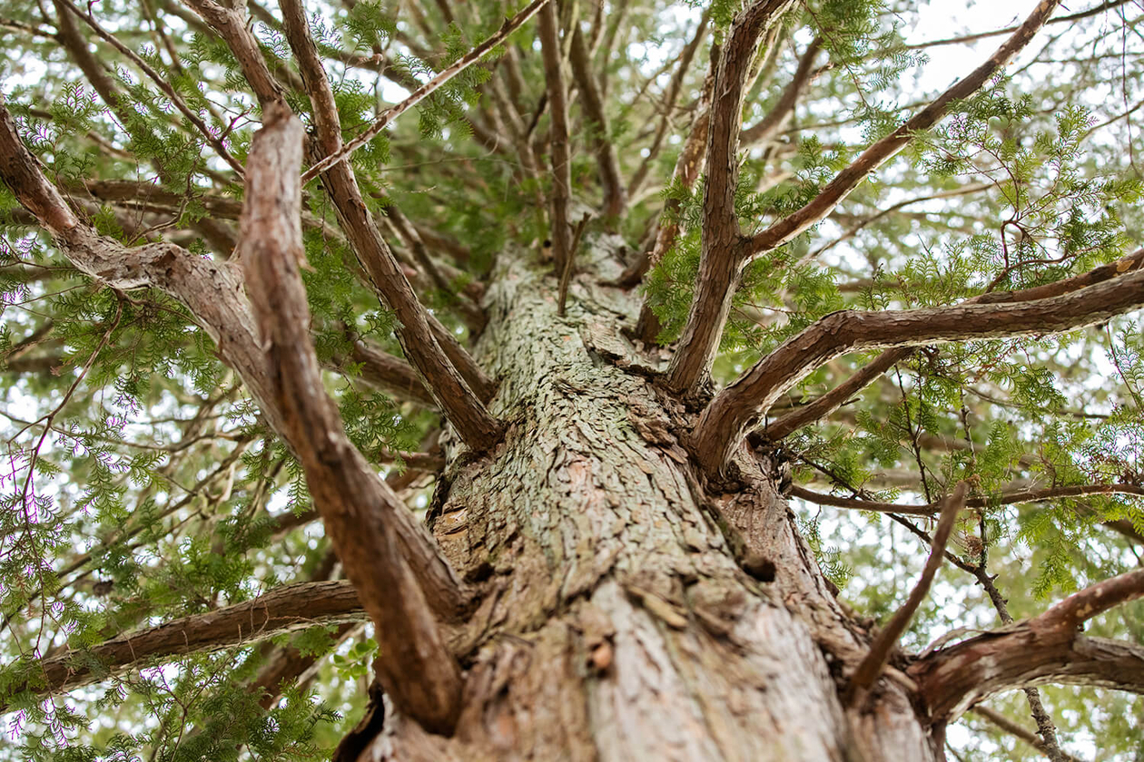 第二十話 愛すること－小説家・福永武彦－