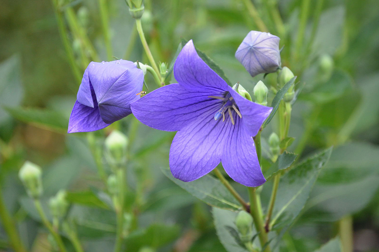 第二十話 愛すること－小説家・福永武彦－