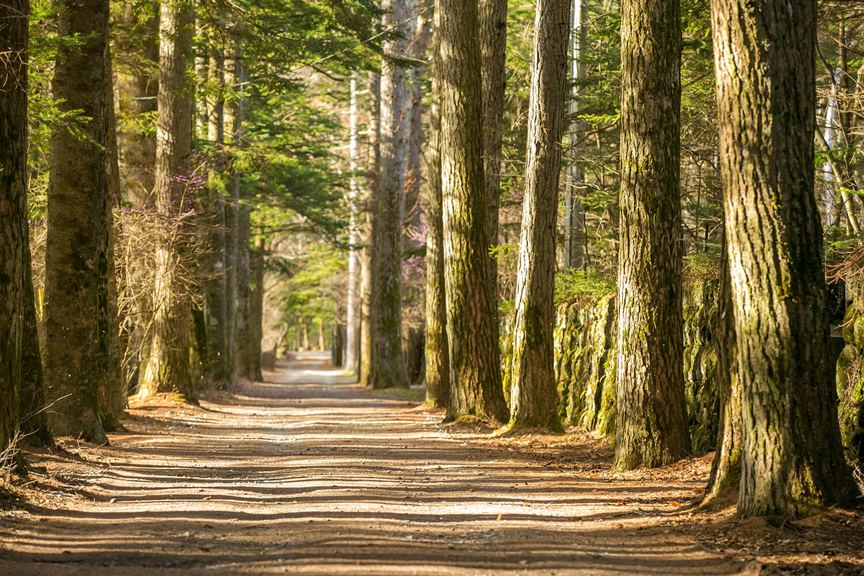 第二十一話 用なき人に用あり－実業家・鹿島岩蔵－