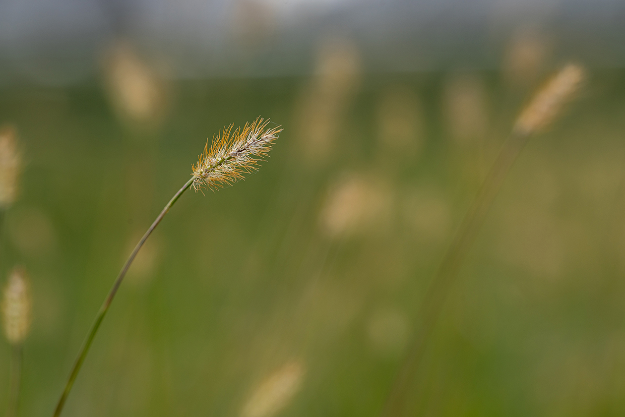 第二百十八話 ひとつの笑いに命を賭ける－【茨城篇】いかりや長介－