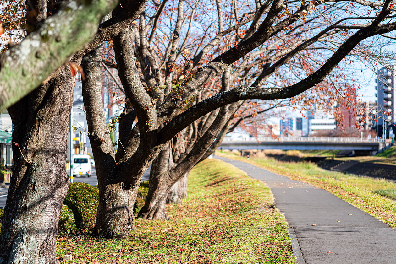 第二百二十一話 苦しい時こそ自分を保つ－【茨城篇】日本画家 横山大観－