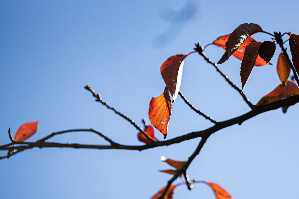 第二百二十一話 苦しい時こそ自分を保つ－【茨城篇】日本画家 横山大観－