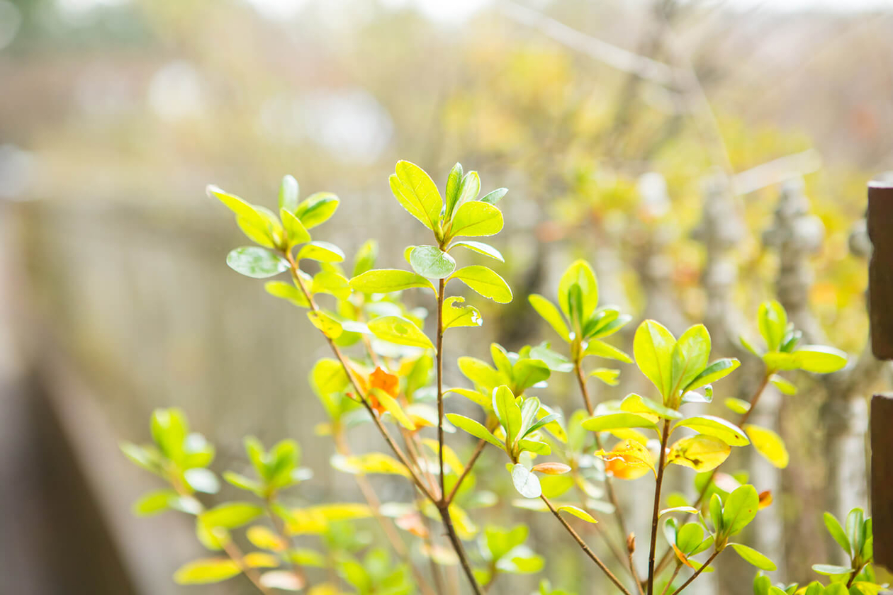 第二十一話 用なき人に用あり－実業家・鹿島岩蔵－