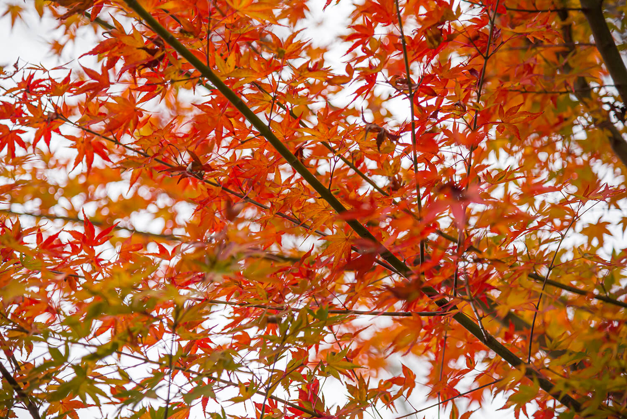 第二百二十二話 見上げればそこに星はある－【茨城篇】坂本九－