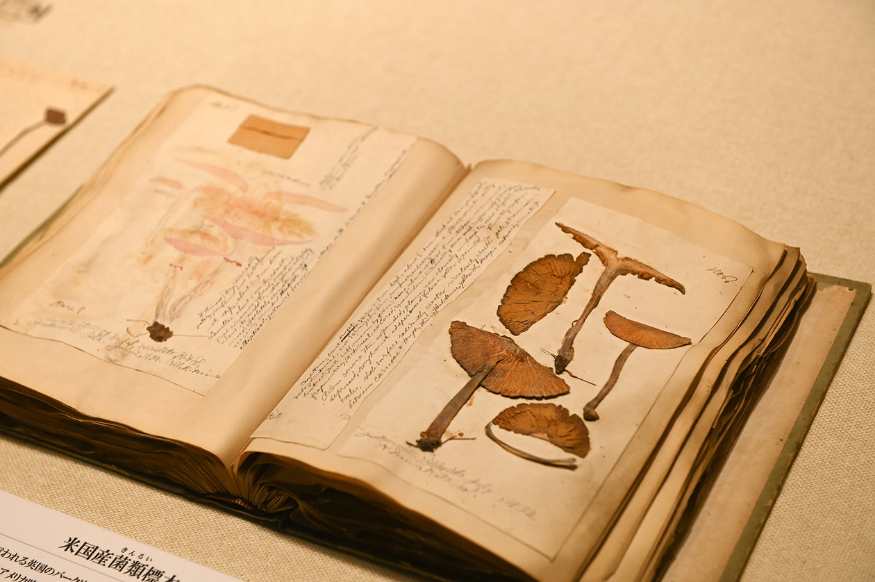 第二百二十九話 リハビリの方法を見つける－【和歌山篇】南方熊楠－