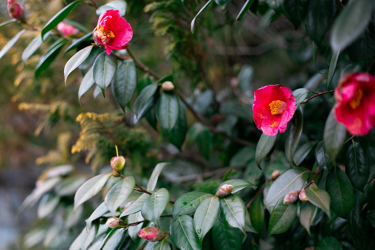第二百三十一話 自分で自分を評価する－【山梨篇】小説家 山本周五郎－