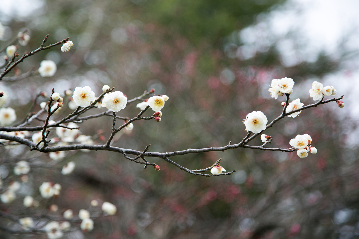 第二百三十六話 何気ない日常こそ尊い－【山形篇】小説家 藤沢周平－