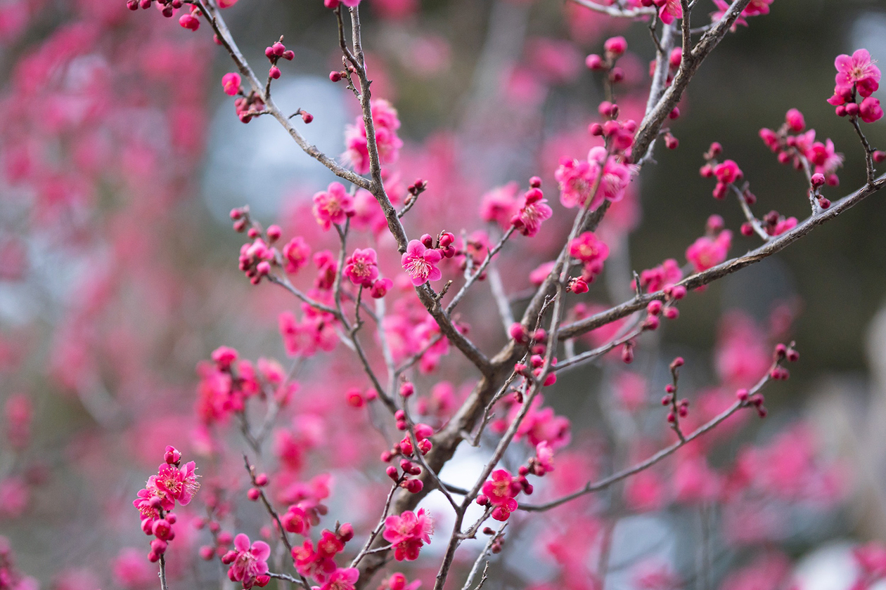 第二百三十九話 幸せを与える生き方を選ぶ－【山形篇】喜劇役者 伴淳三郎－