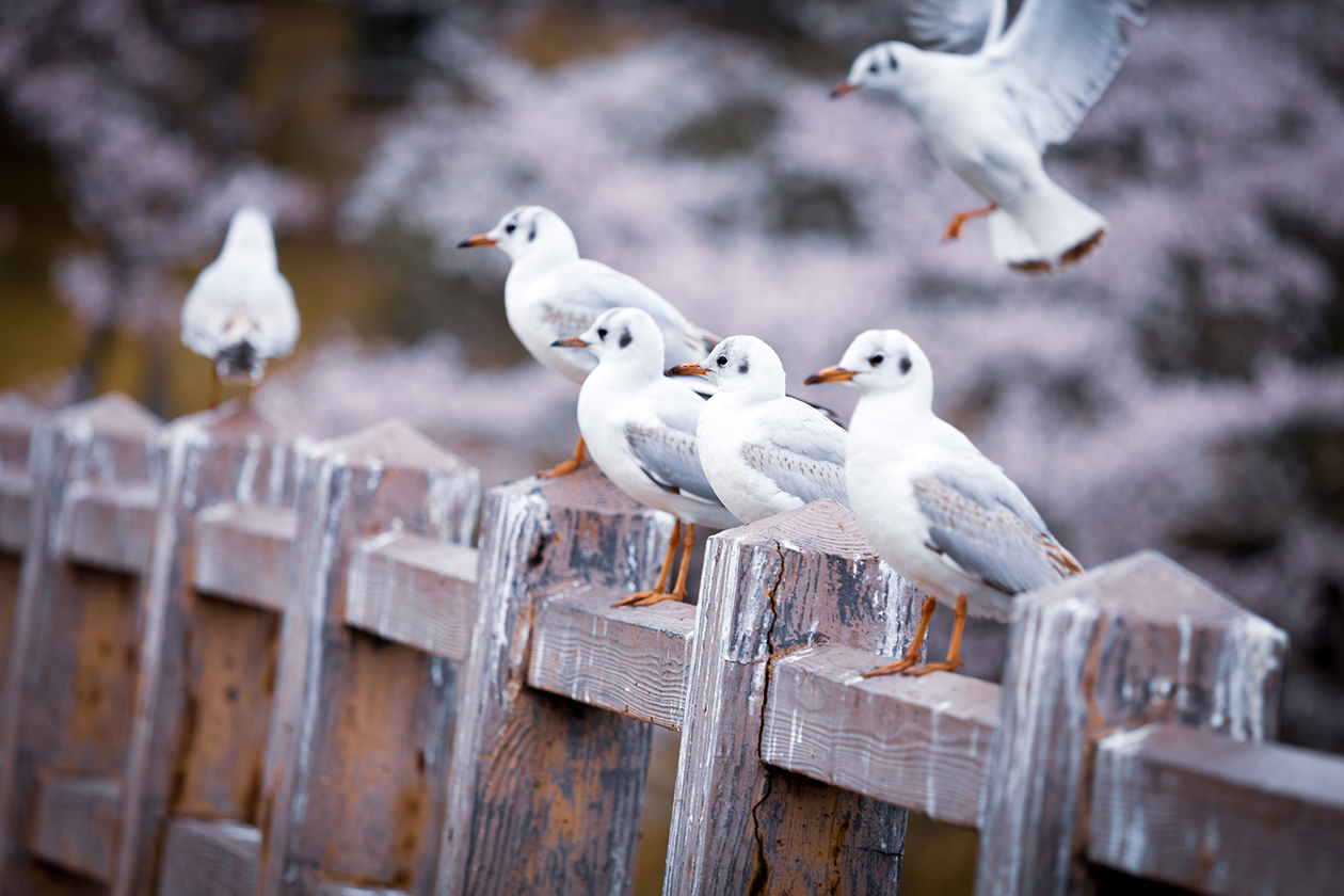 第二百四十話 コンプレックスと向き合う－【海外レジェンド篇①】映画監督 アルフレッド・ヒッチコック－