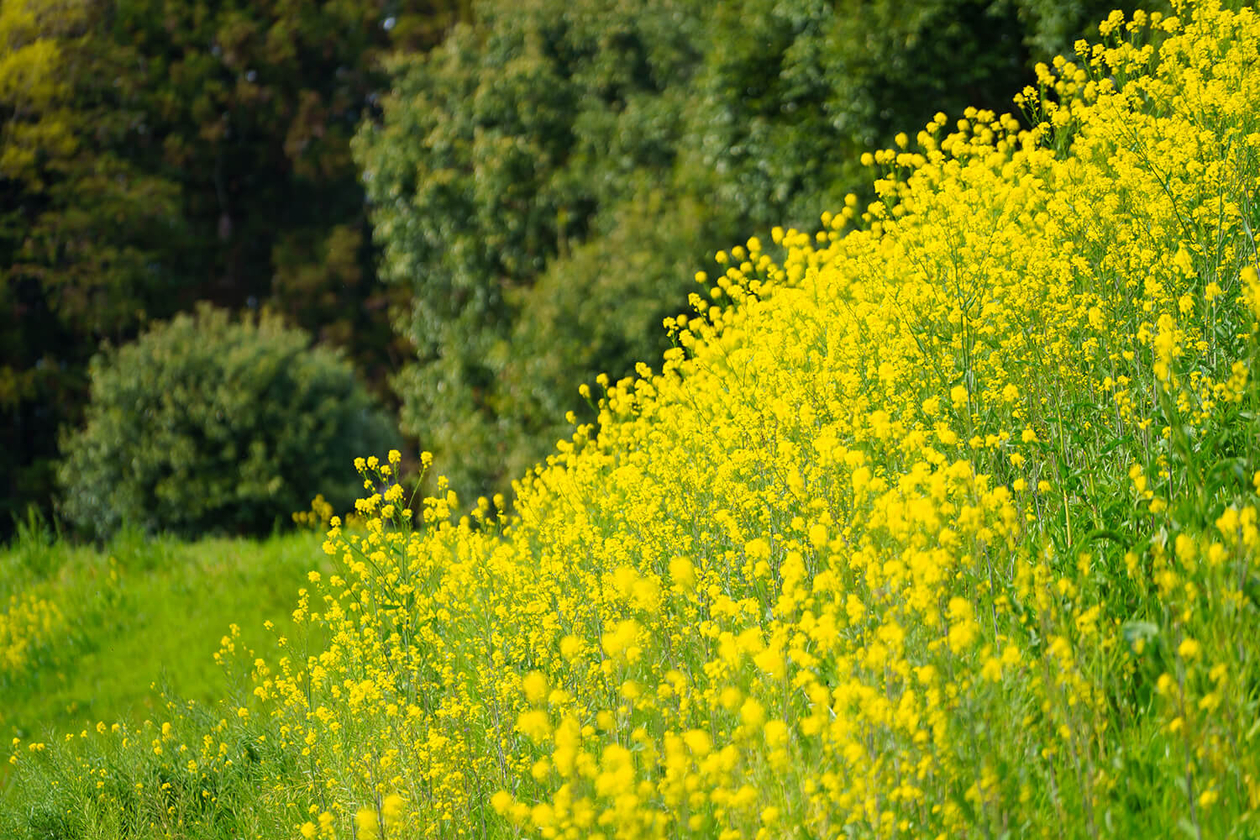 第二百四十二話 自分の足元を掘る－【海外レジェンド篇③】画家 フィンセント・ファン・ゴッホ－