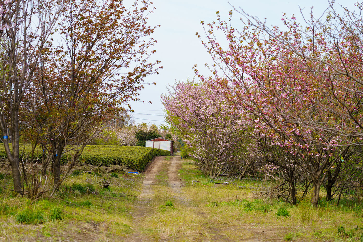 第二百四十二話 自分の足元を掘る－【海外レジェンド篇③】画家 フィンセント・ファン・ゴッホ－
