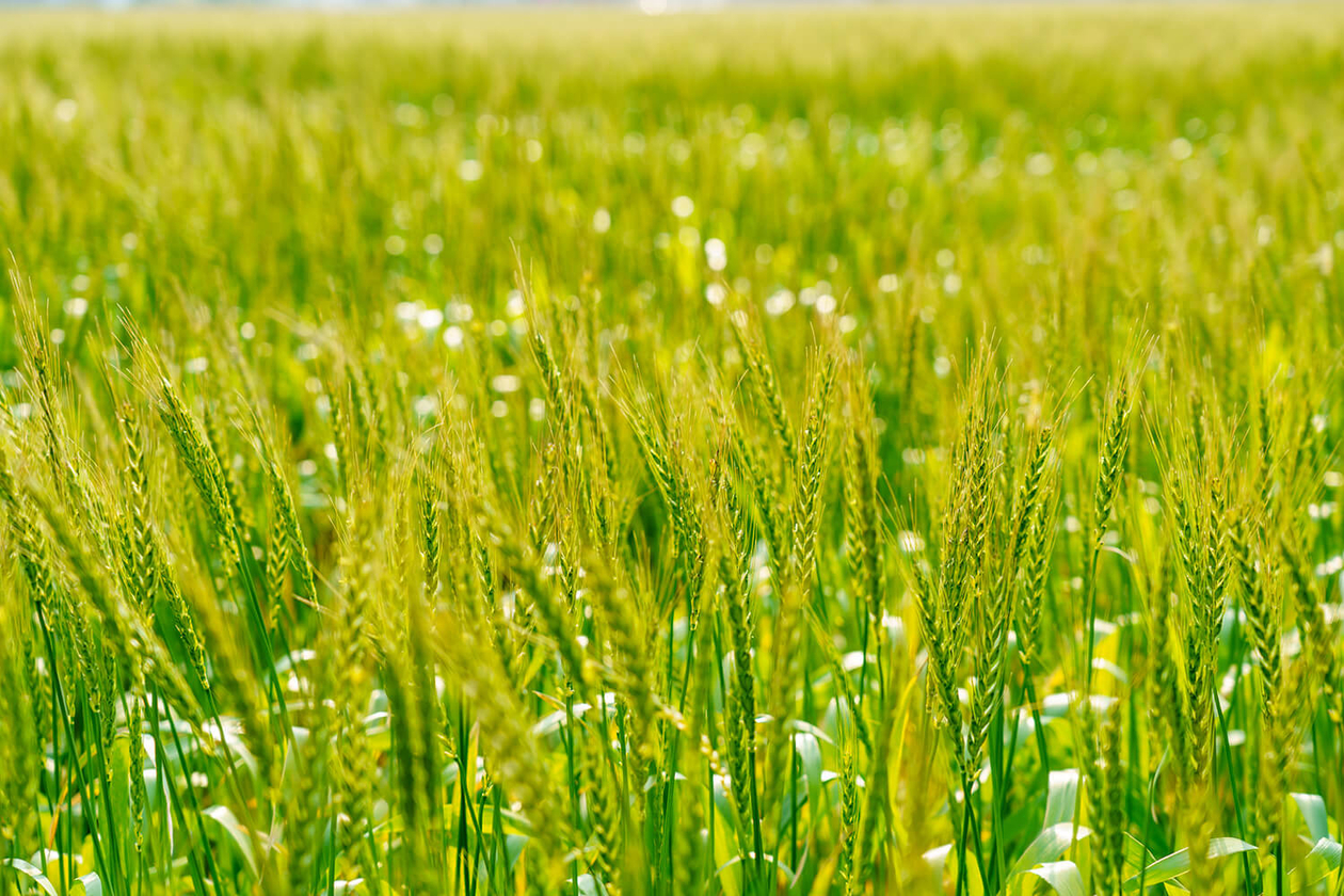 第二百四十二話 自分の足元を掘る－【海外レジェンド篇③】画家 フィンセント・ファン・ゴッホ－