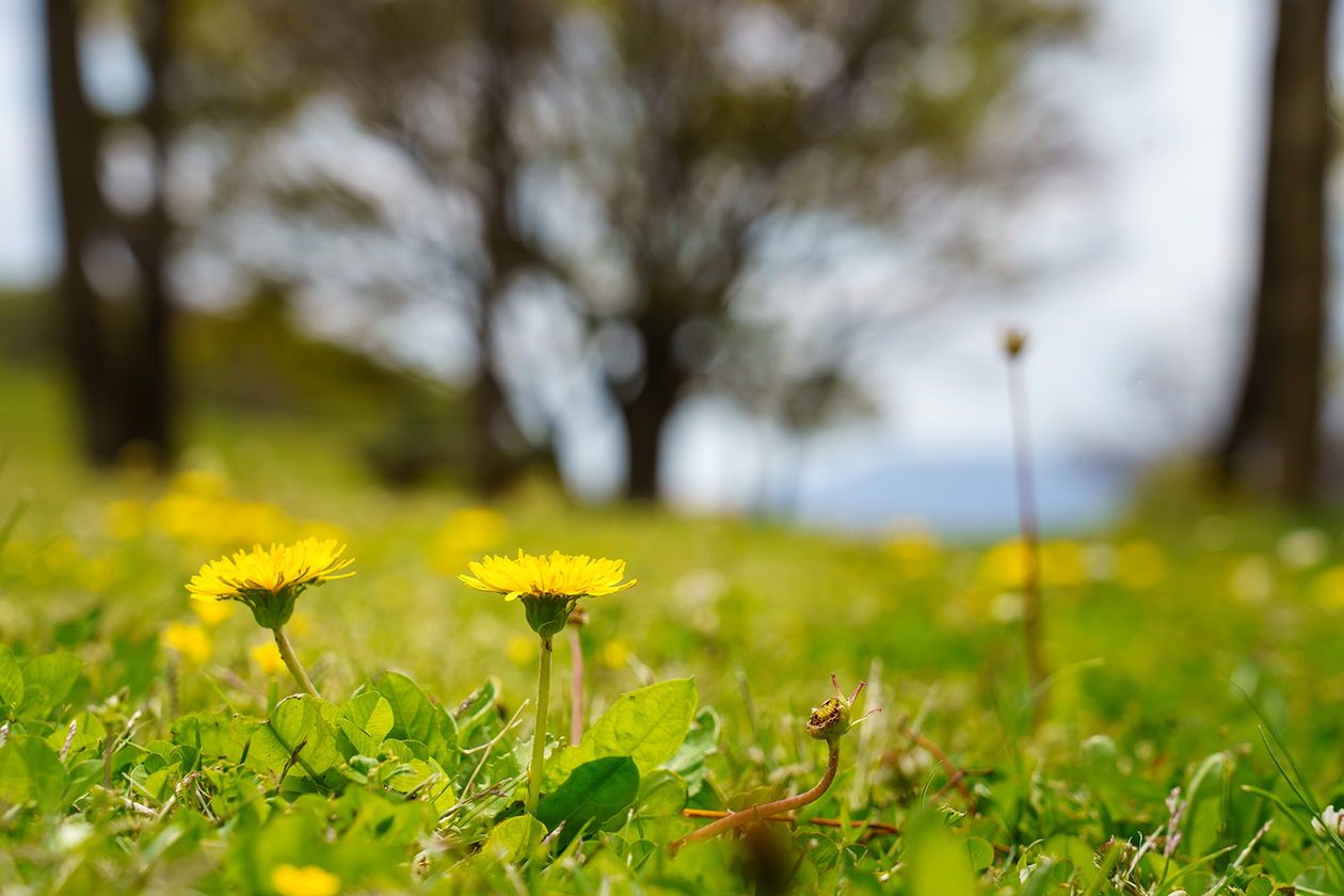 第二百四十三話 自分の中にyesを探す－【海外レジェンド篇④】ザ・ビートルズ－