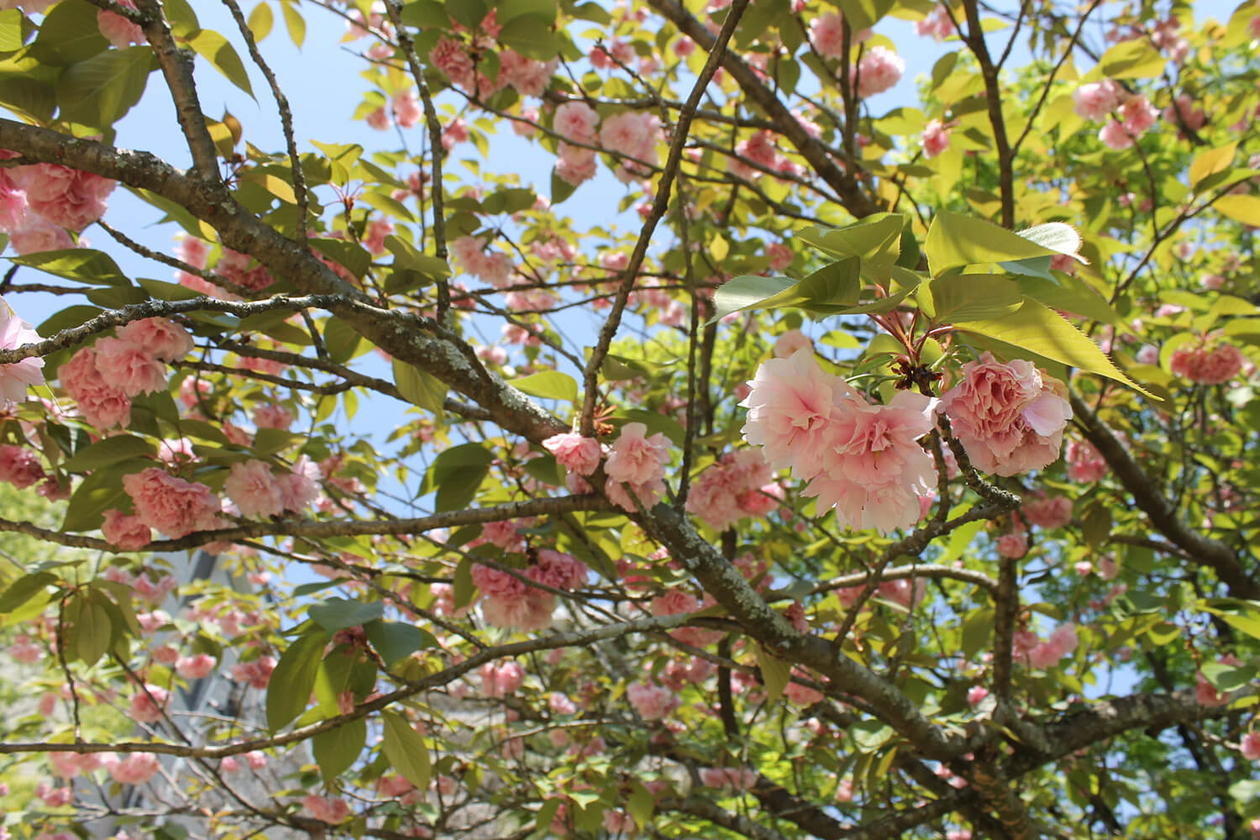 第二百四十四話 絶望を笑う－【愛媛篇】俳人 正岡子規－