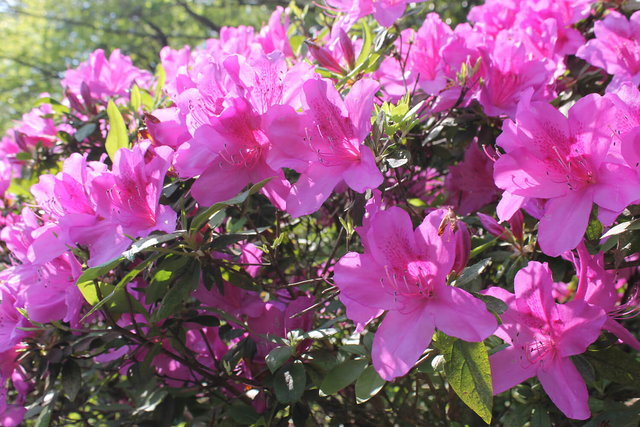 第二百四十五話 大切なものを守り抜く－【愛媛篇】漫画家 谷岡ヤスジ－