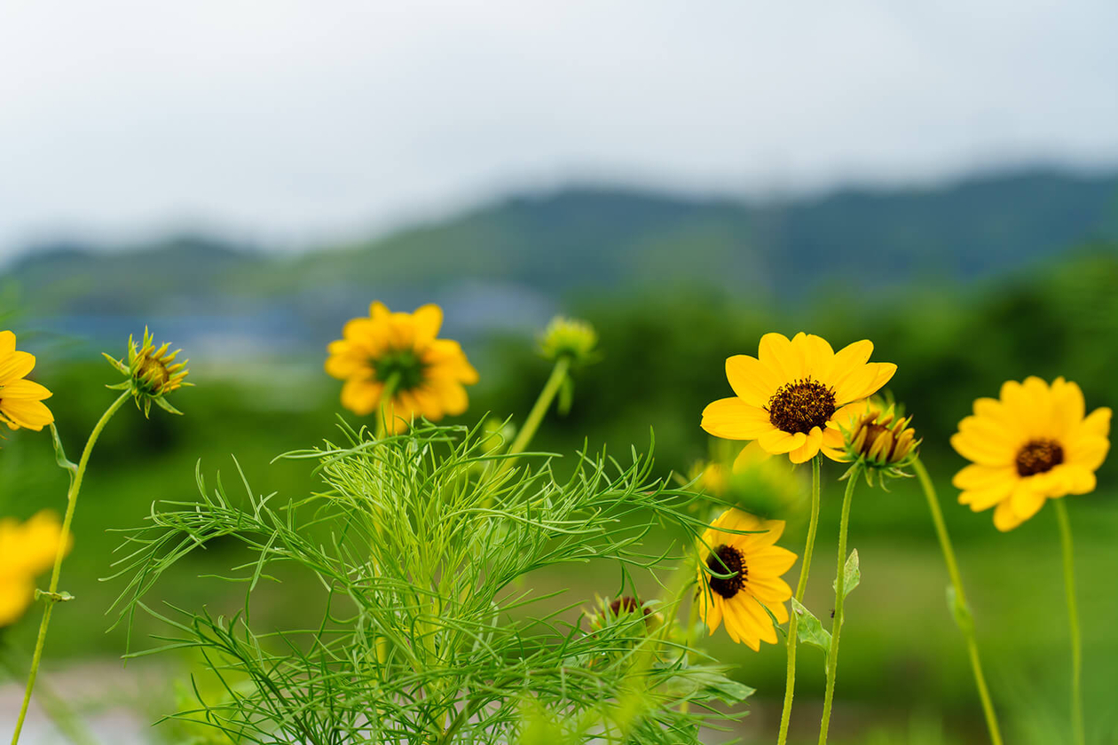 第二百五十二話 心の炎を絶やさない－【偉大な演劇人篇④】劇作家 三好十郎－