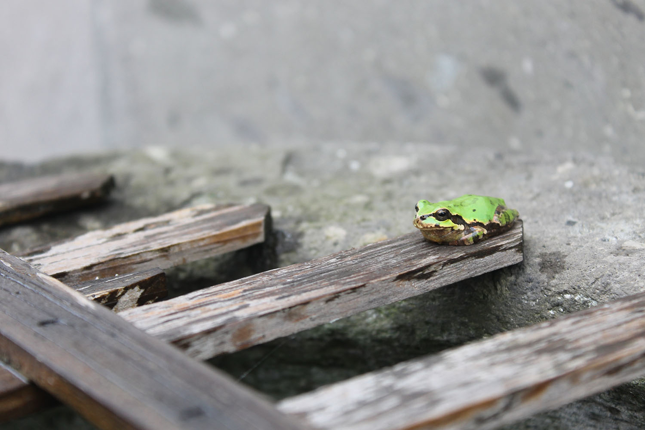 第二百五十四話 まず人として生きる－【大分篇】小説家 野上弥生子－