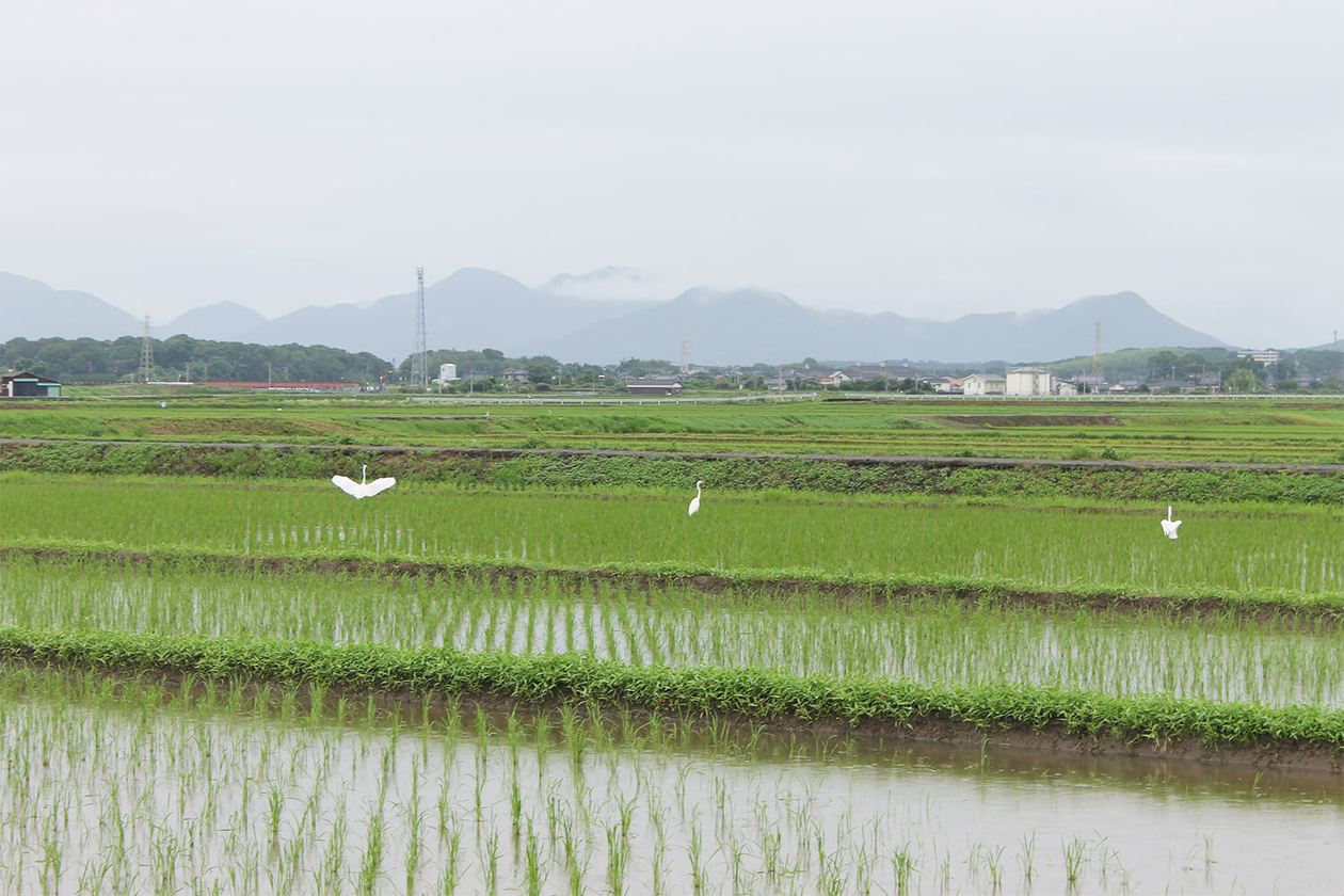 第二百五十五話 急がず、先をとる－【大分篇】第35代横綱 双葉山定次－