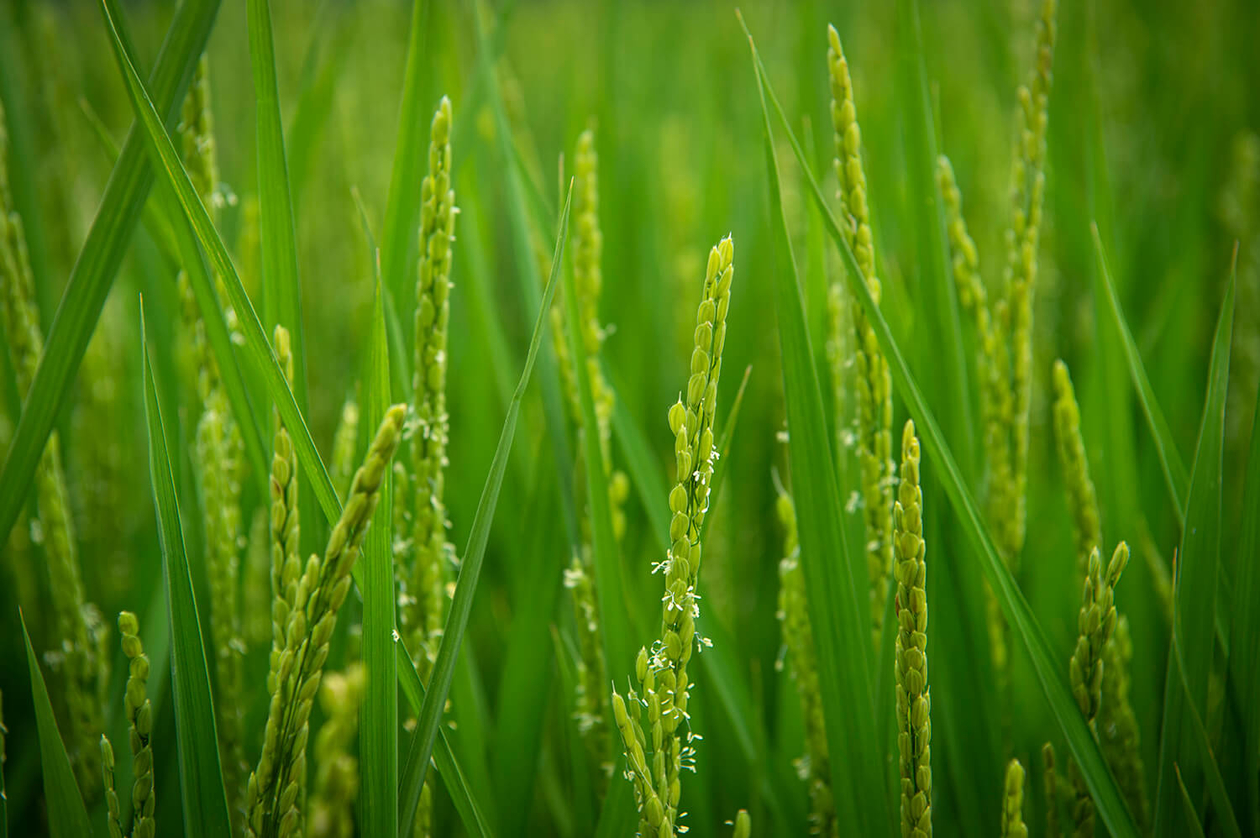 第二百六十話 自分の原点を知る－【秋田篇】舞踏家 土方巽－