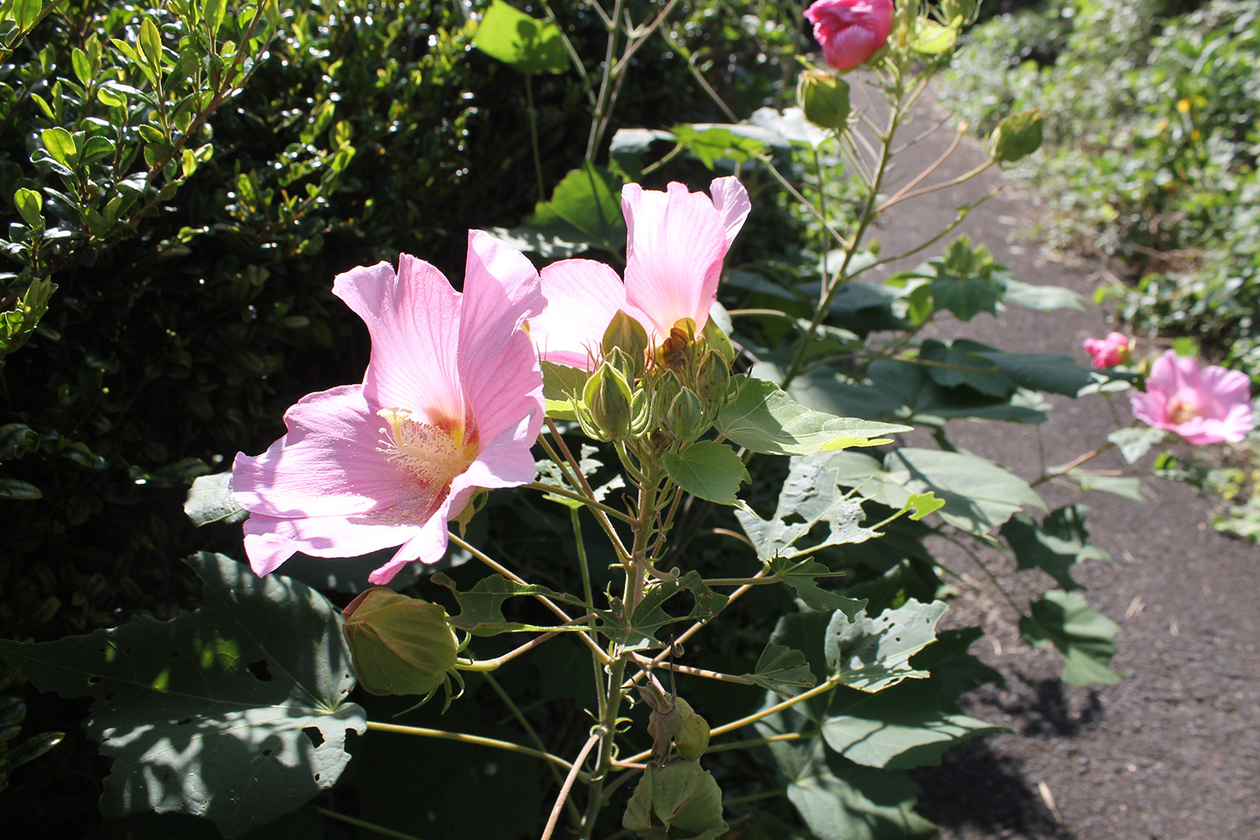 第二百六十七話 歩みをとめない－【佐賀篇】報道写真家 一ノ瀬泰造－