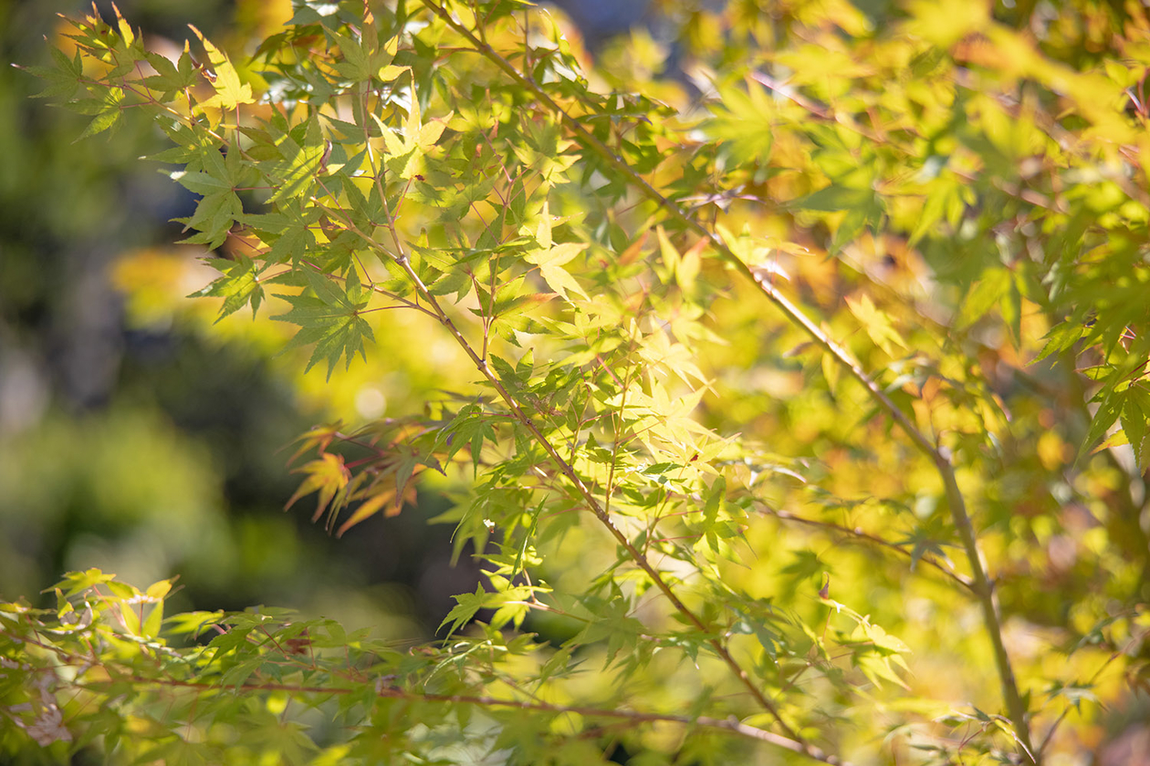 第二百六十九話 持っているものを、ひとのために使う－【佐賀篇】医師 伊東玄朴－