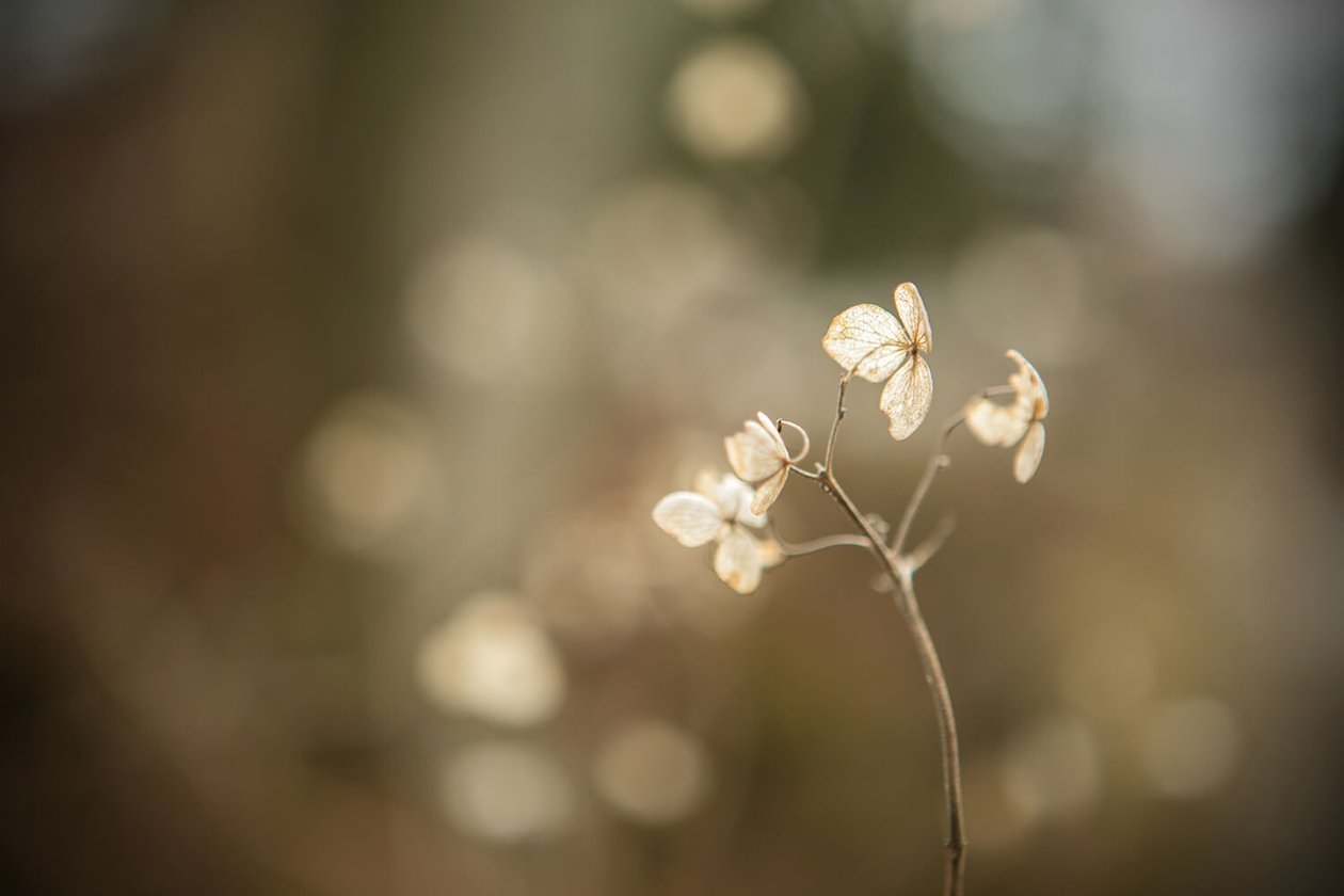 第二十八話 書き続ける力－作家・辻邦生－